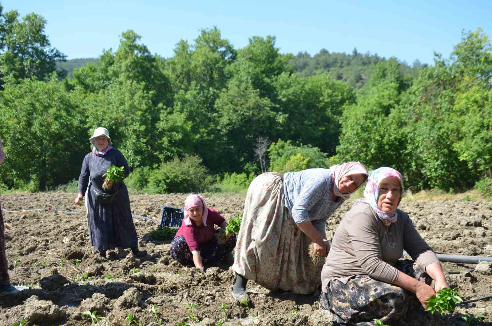 162 yıldır aynı "Ata Tohumu" ile ekiyorlar
