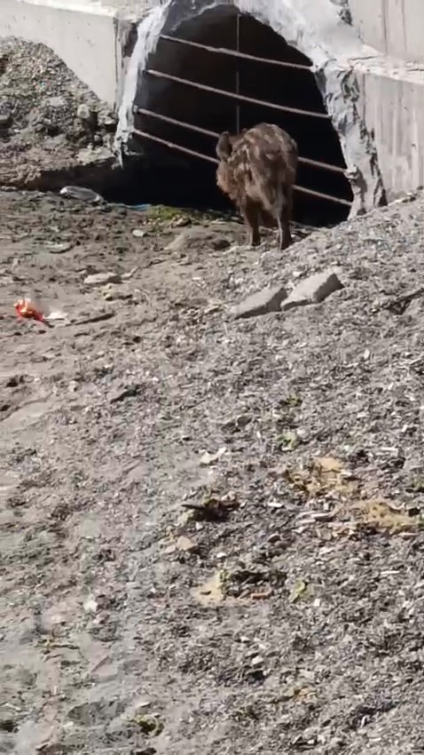 Aç kalan domuzlar sahile indi
