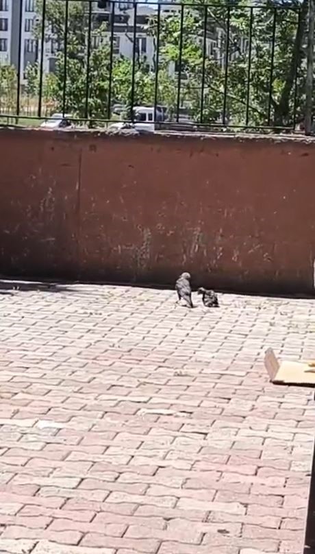 Arnavutköy’de okulun havalandırma boşluğuna düşen karga yavrusu kurtarıldı
