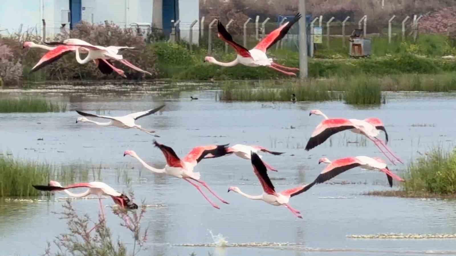 Ayvalık’ın pembe kanatlı misafirleri
