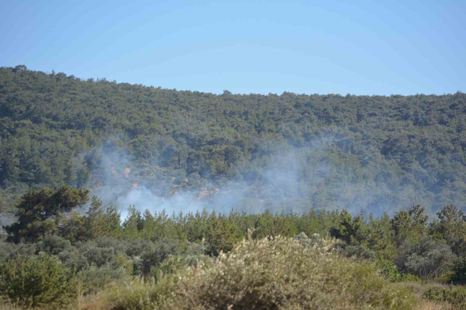Ayvalık’ta çiftlik yangını ormana sıçradı
