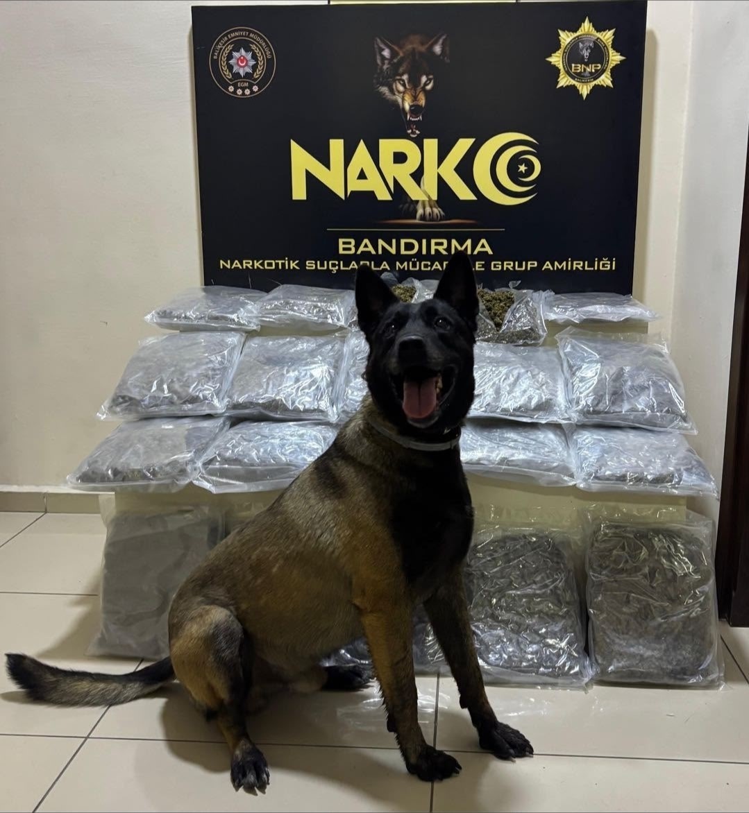 Bandırma’da gübre torbalarının altına gizlenen 11,2 kilo skunk ele geçirildi
