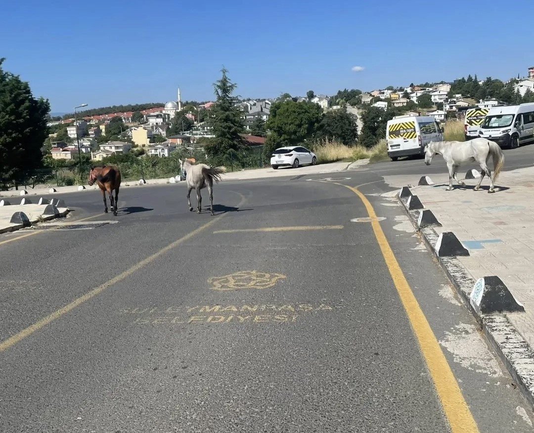 Başıboş atlar mahalle sakinlerini tedirgin ediyor
