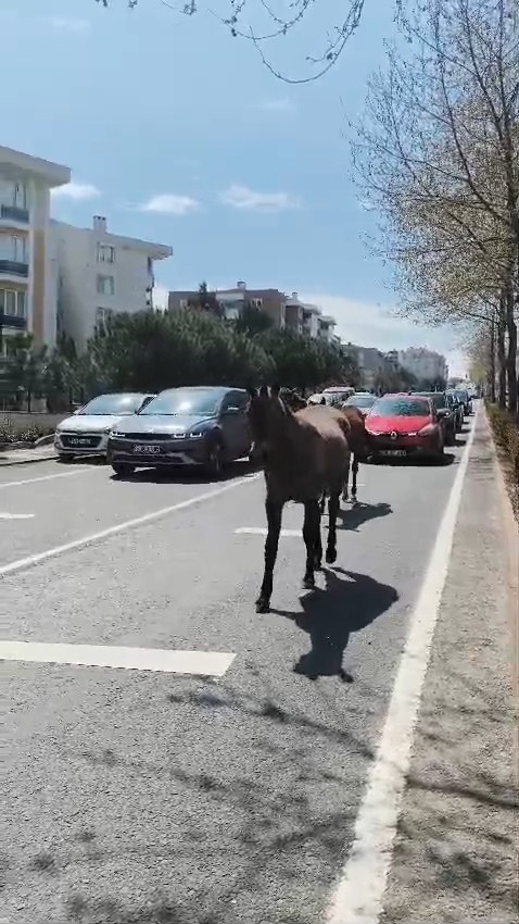 Başıboş atlar şehirde yolları mesken tuttu
