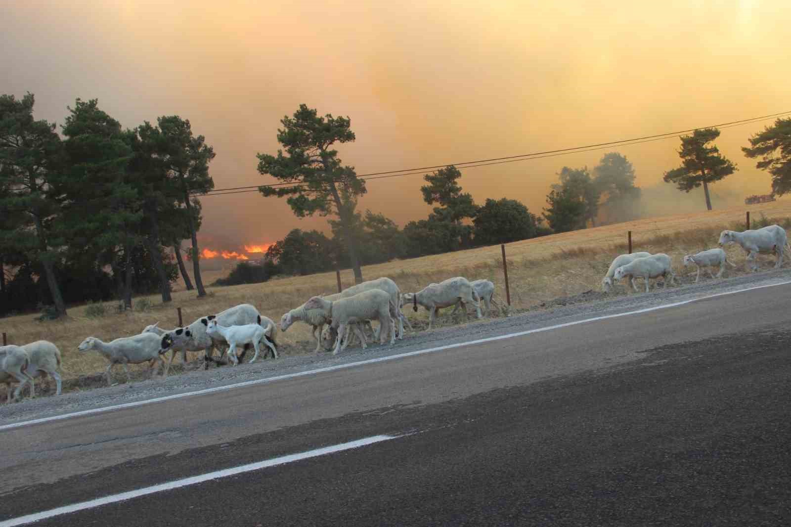Bayramiç’te orman yangınına havadan ve karadan müdahale devam ediyor
