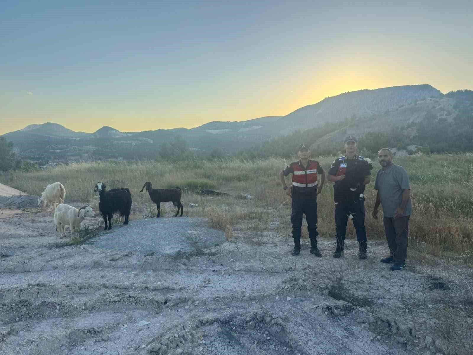Bilecik’te kaybolan 9 küçükbaş hayvan bulunarak sahibine teslim edildi
