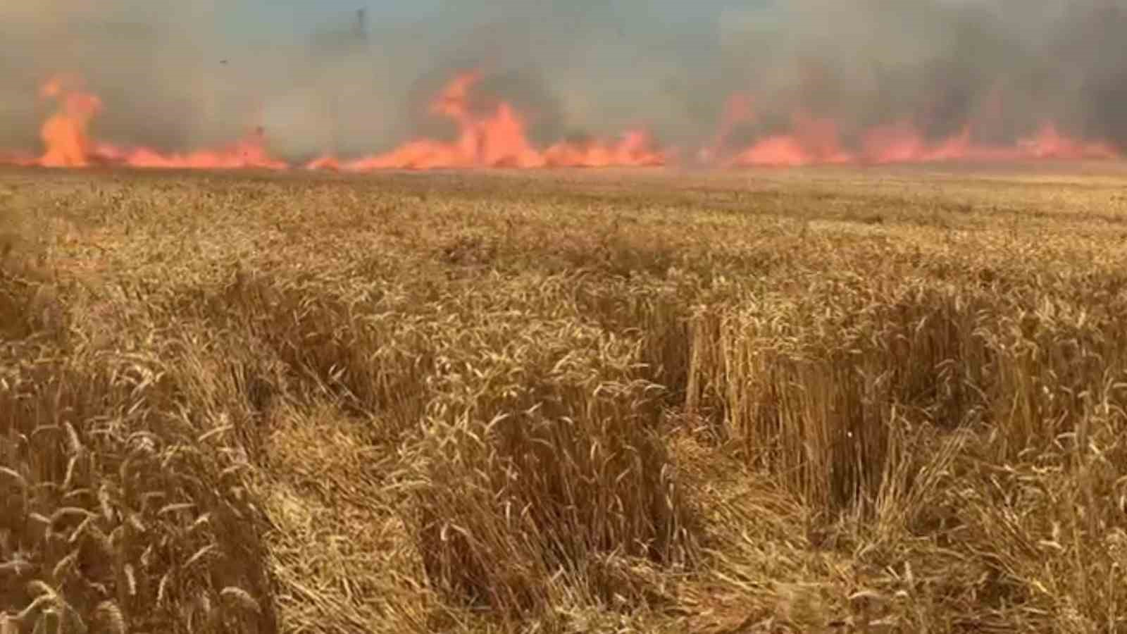 Bir sigara keyfi buğday tarlasını kül etti
