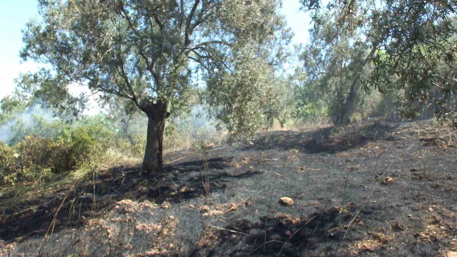 Burhaniye’de çıkan arazi yangınında çok sayıda zeytin ağacı zarar gördü

