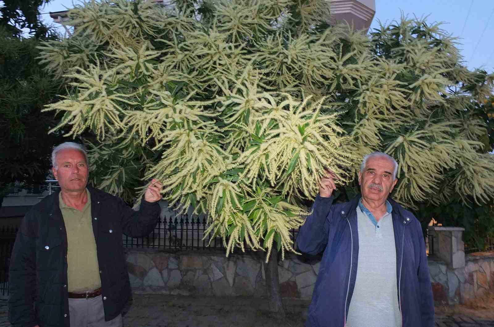 Burhaniye’de kestane ağaçları çiçek açtı
