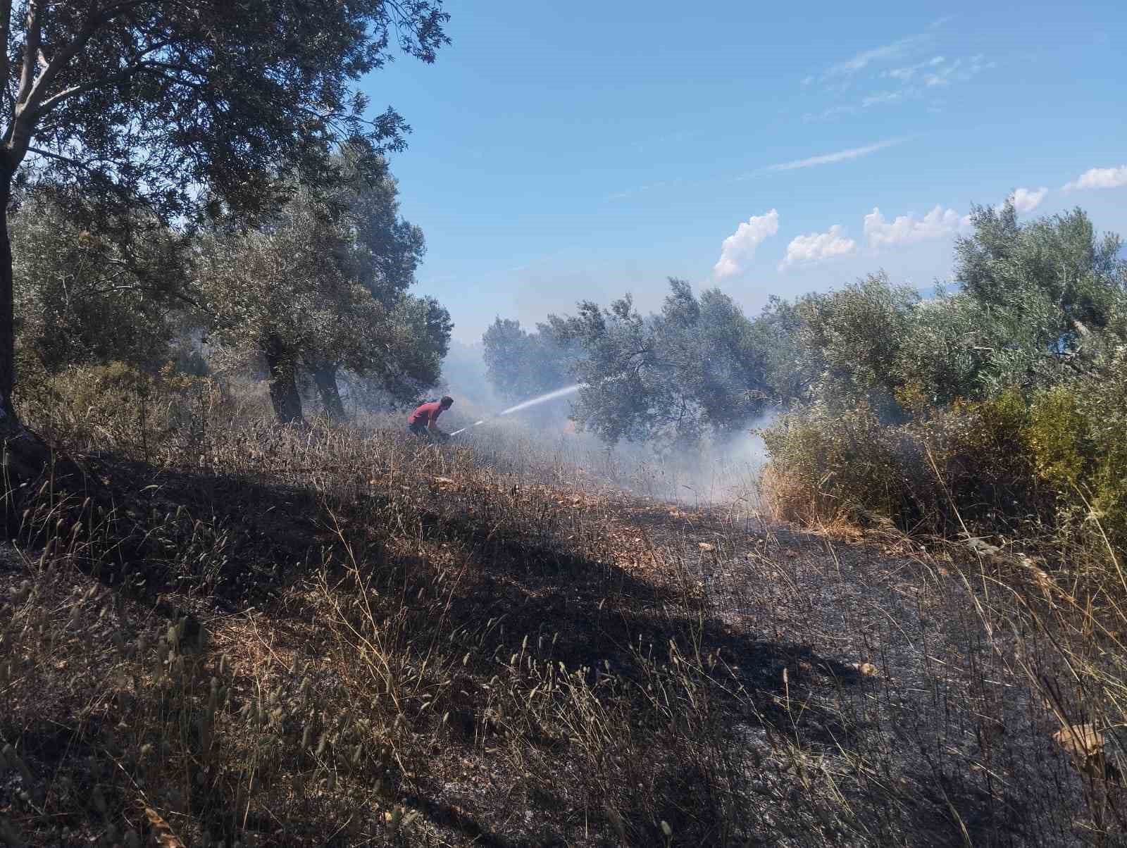 Burhaniye’de zeytinlik yangınına havadan ve karadan müdahale ediliyor
