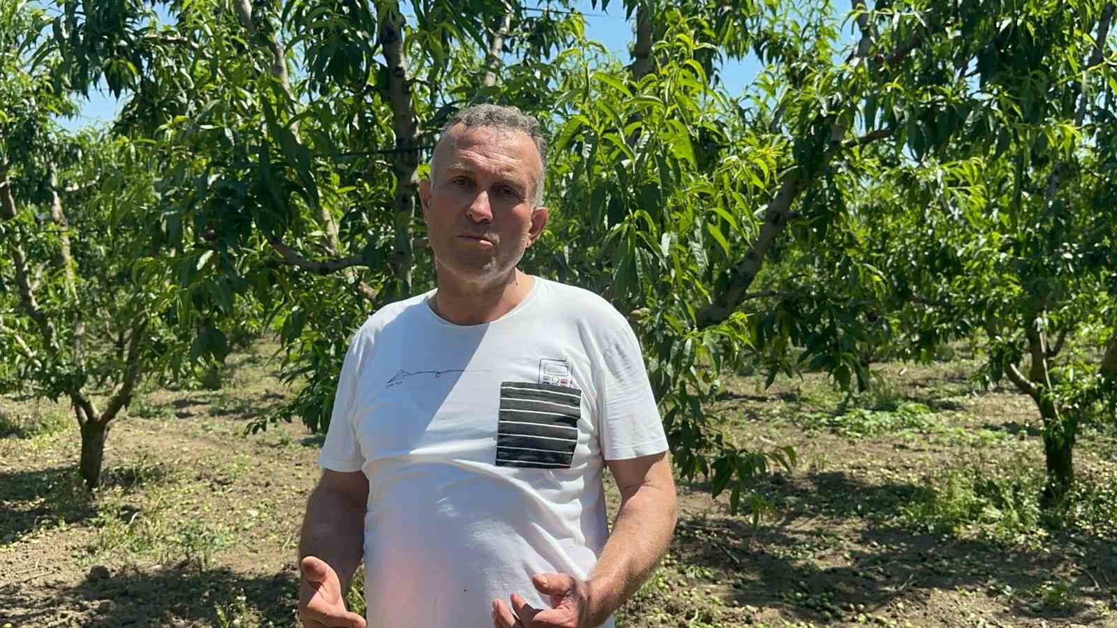 Bursa Ovası’nda dallarda üzüm salkımı gibi nektarin olunca "tekleme" uzun sürdü
