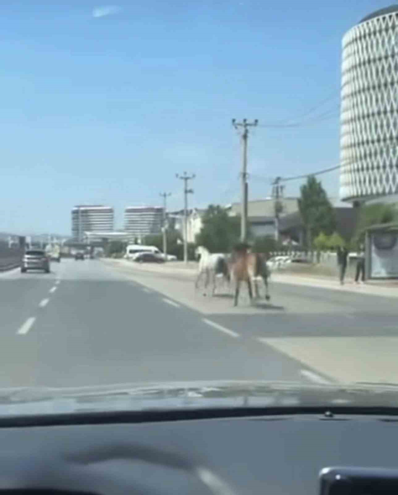Bursa’da başıboş atlar trafiği tehlikeye attı
