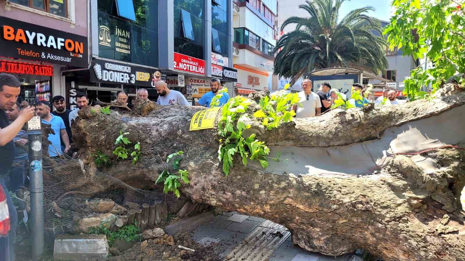 Bursa’da faciadan dönüldü...Asırlık çınar yola devrildi

