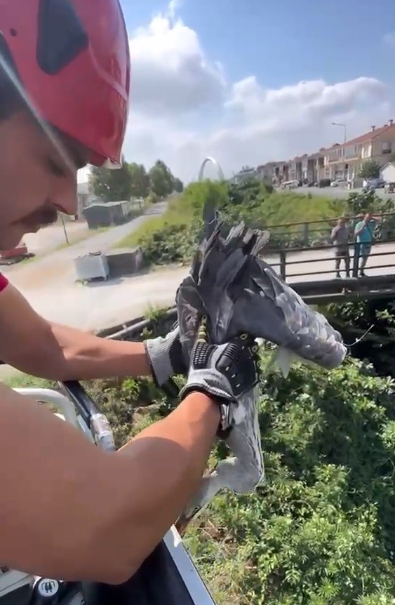 Çalıların arasına sıkışan balıkçıl kuşun imdadına itfaiye yetişti
