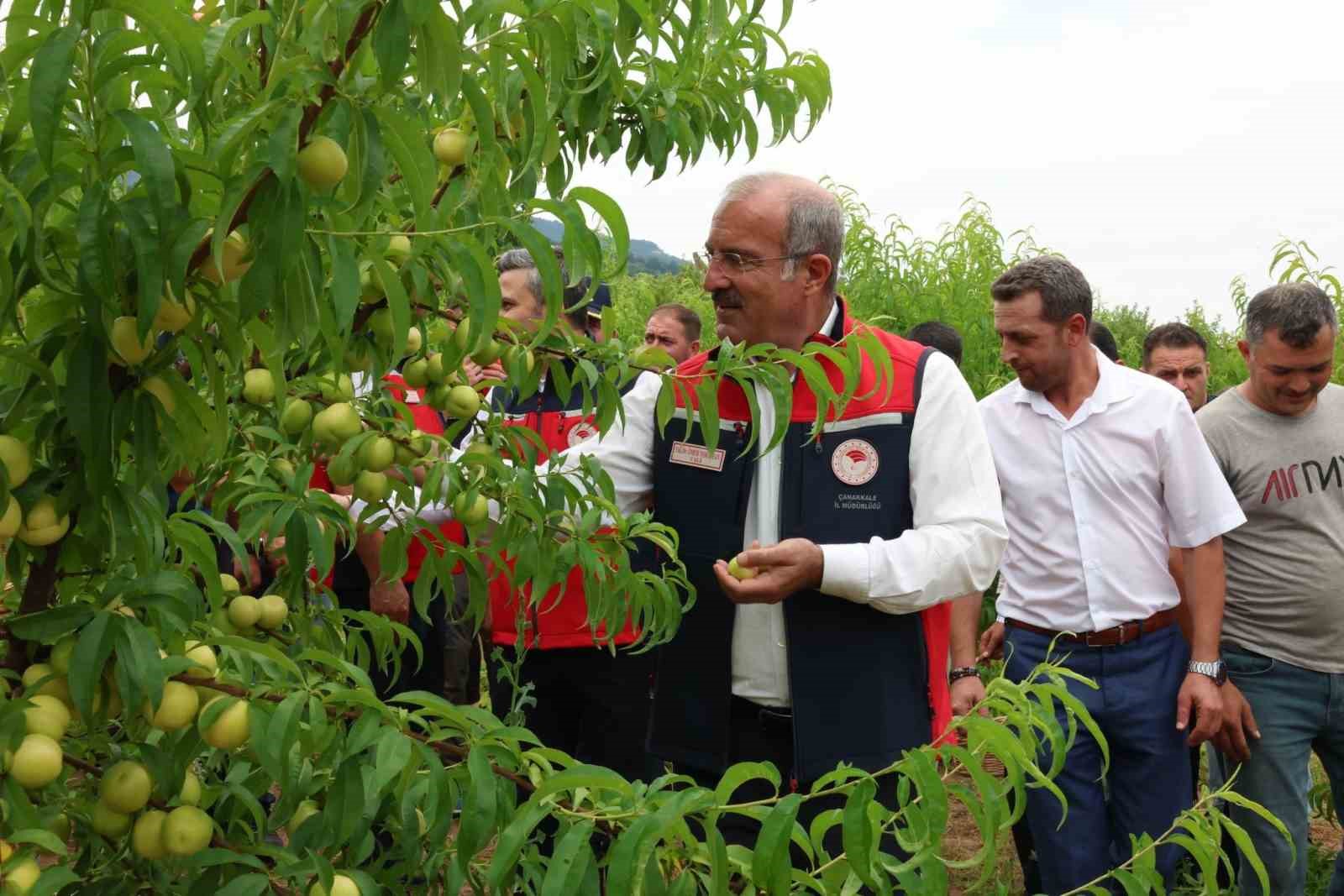 Çanakkale’de coğrafi tescilli Bayramiç Beyazının hasadı başladı
