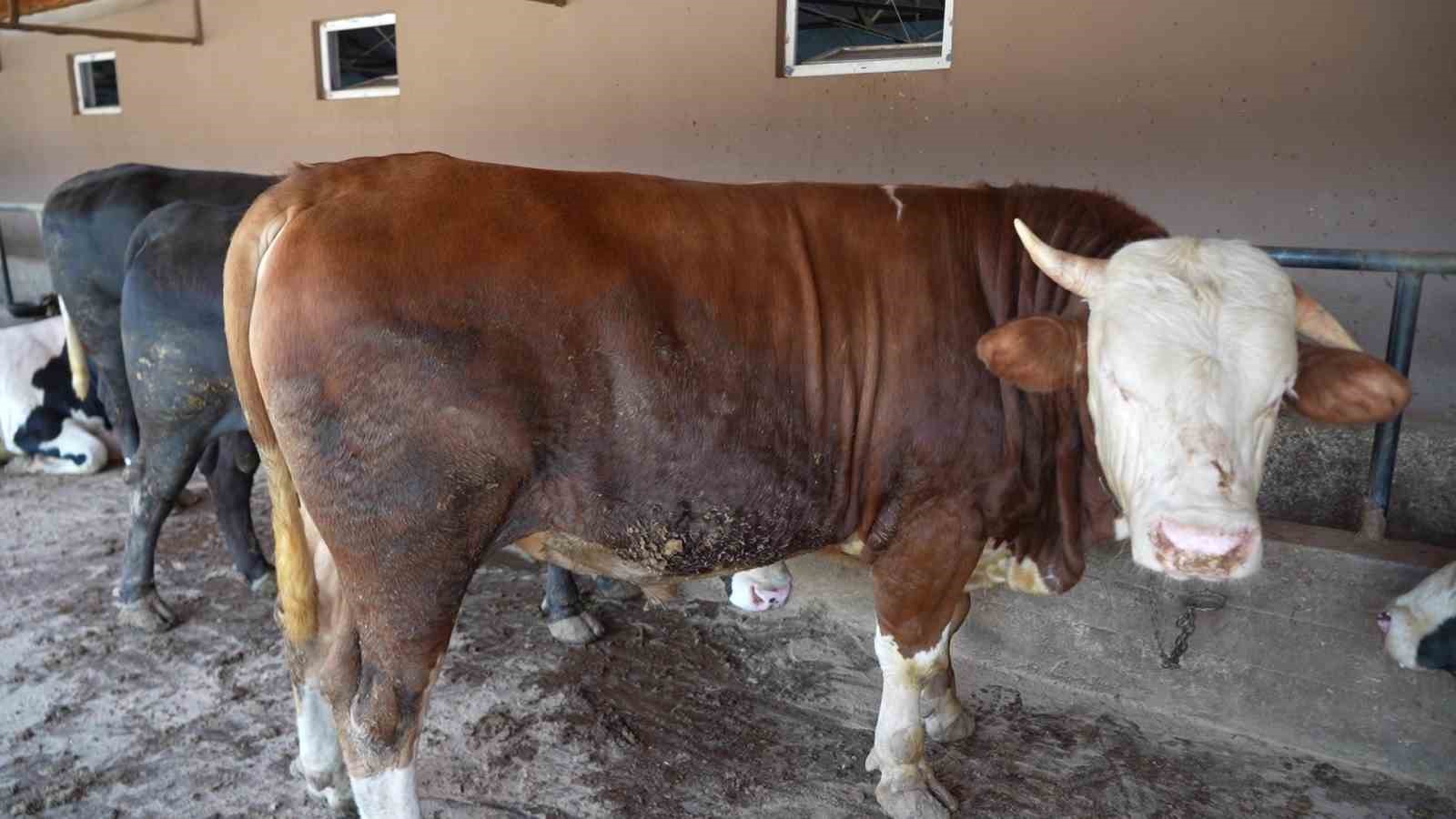 Çiftliğin gözdesi 1 ton 300 kiloluk tosun oldu

