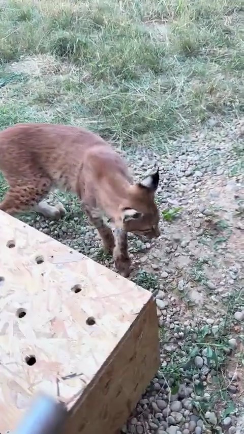 Edirne’de aracın bagajında iki vaşak ve serval ele geçirildi
