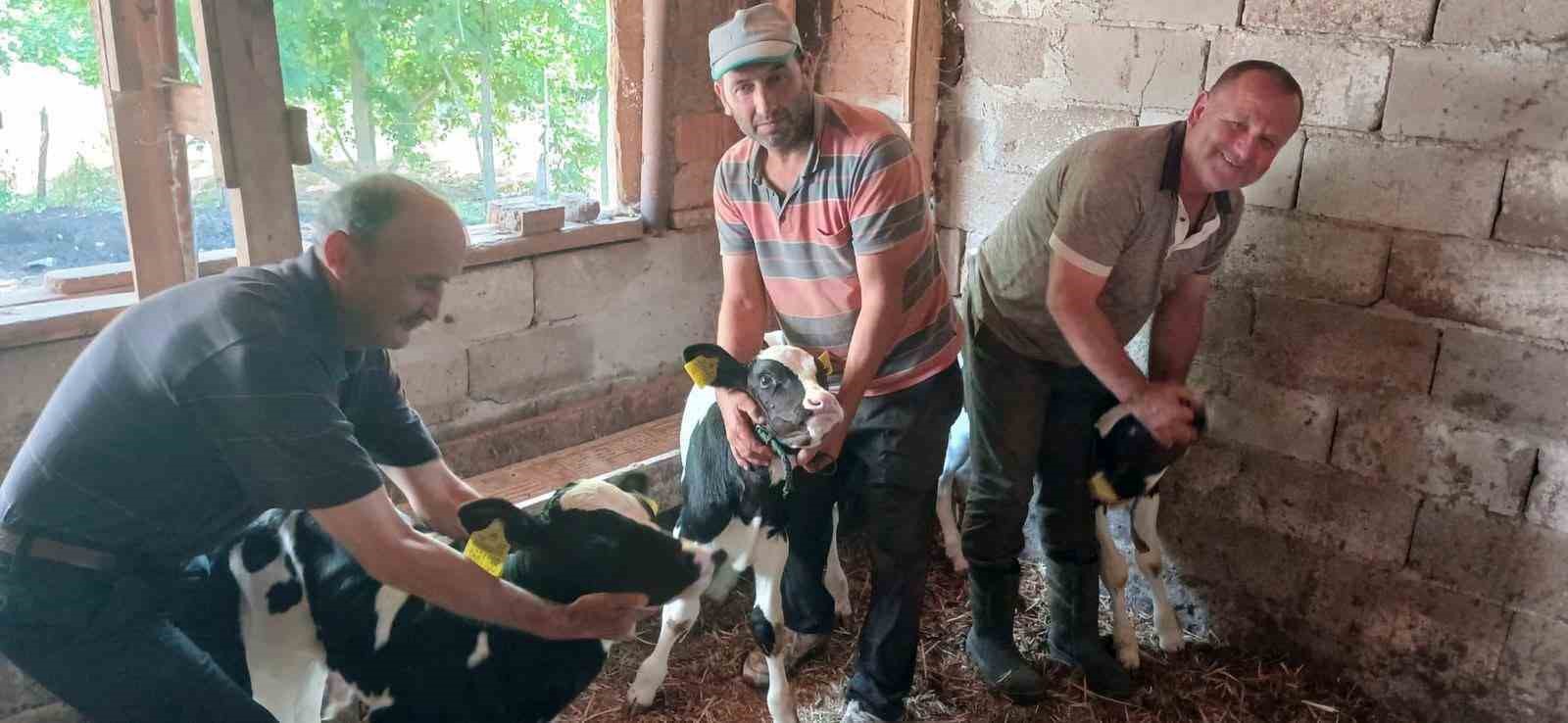 Edirne’de besicinin üçüz buzağı sevinci
