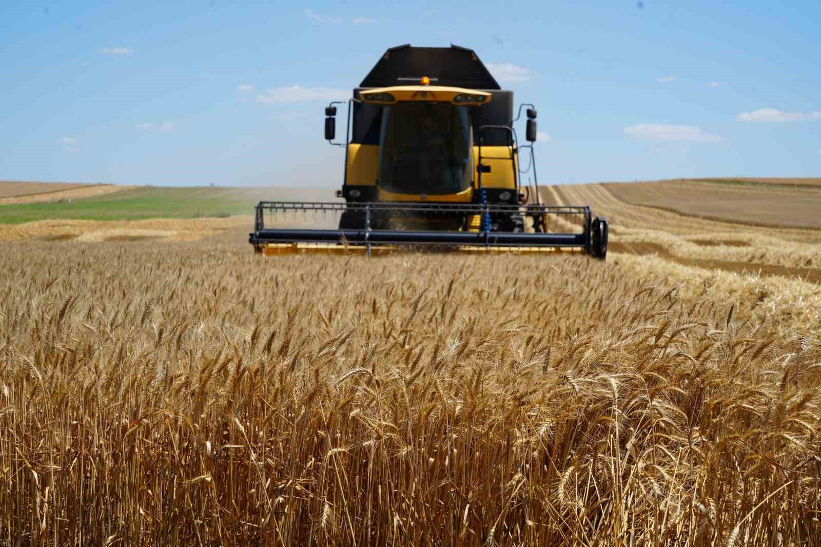 Edirne’de buğday hasadı çiftçinin yüzünü güldürüyor
