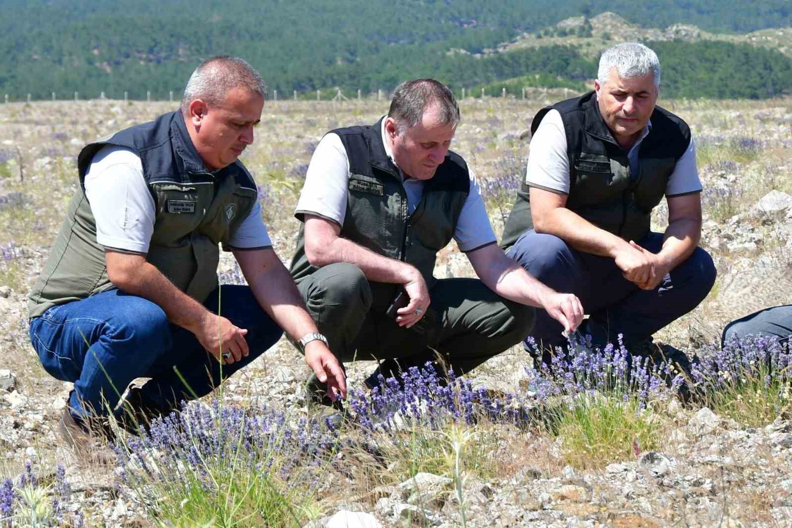 Edremit’te eski maden sahası lavanta kokulu bal ormanına dönüştü
