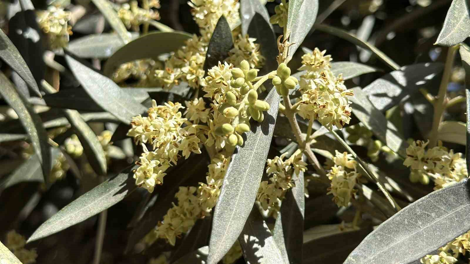 El Nino’ya karşı uzmanından zeytin üreticilerine kritik uyarılar
