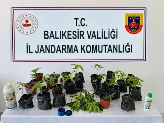 Erdek’te jandarmadan kenevir operasyonu
