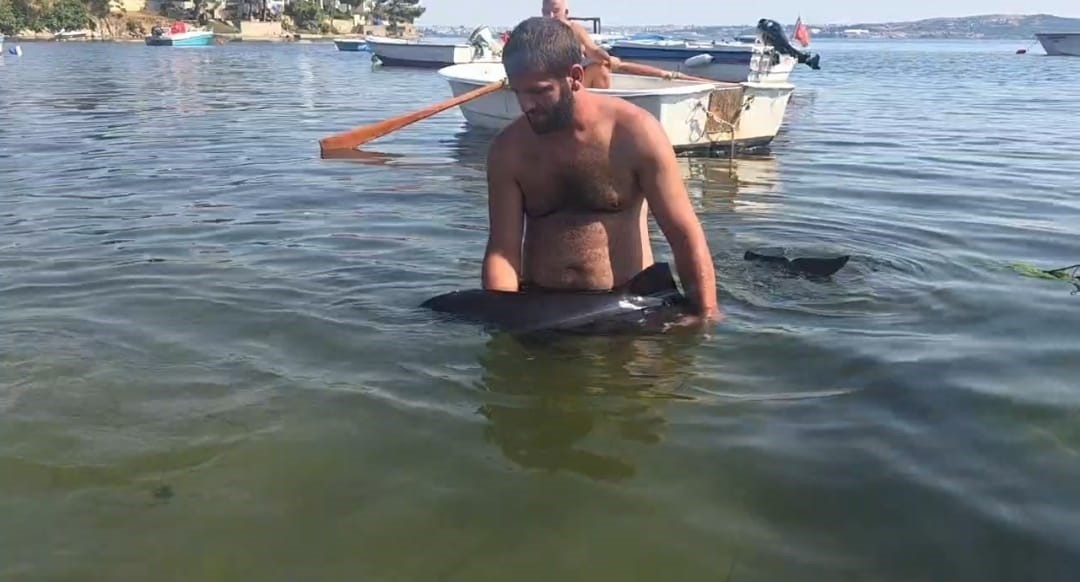 Erdek’te karaya vuran yavru yunus seferberliği
