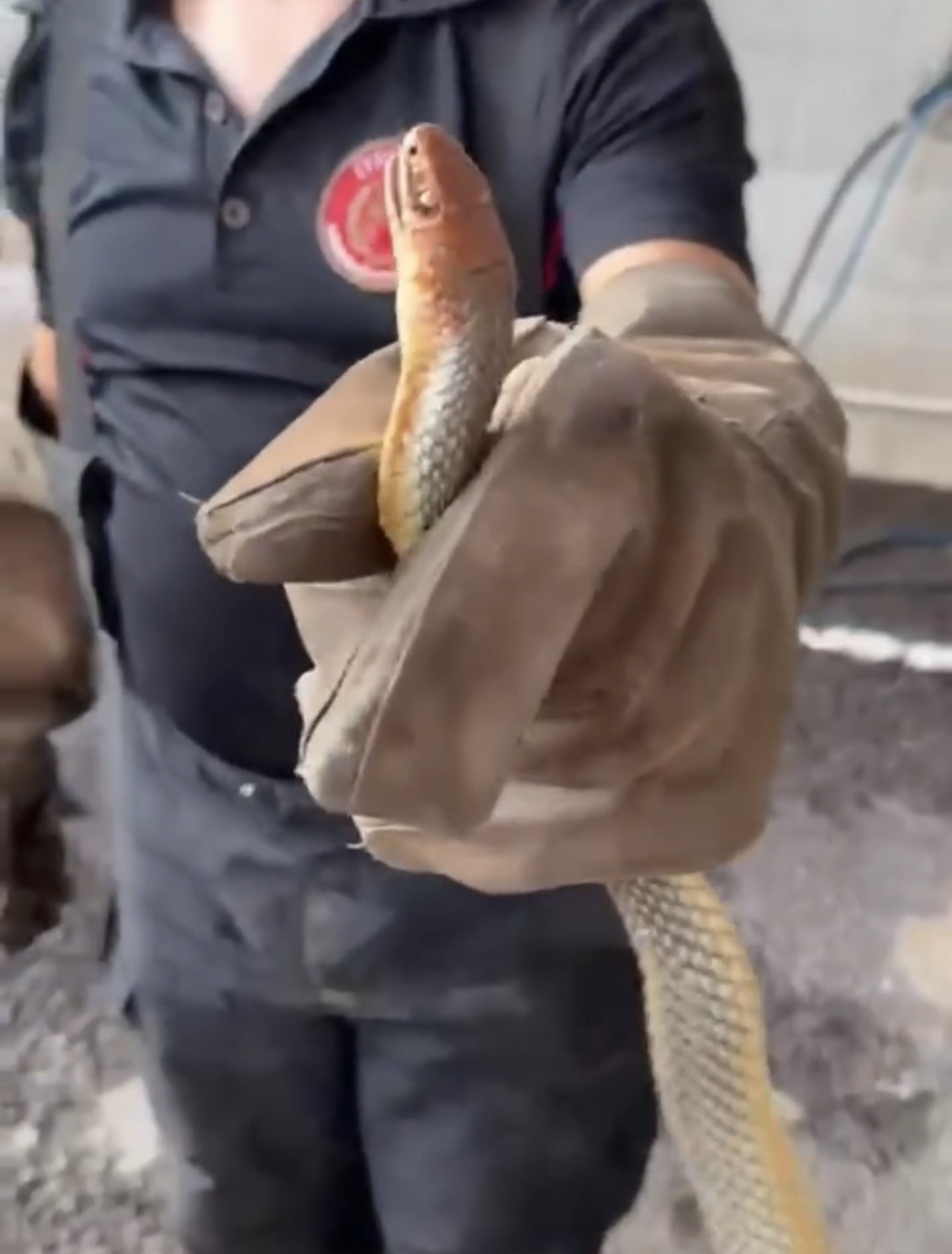 Feribottan inen araçtan yılan çıktı
