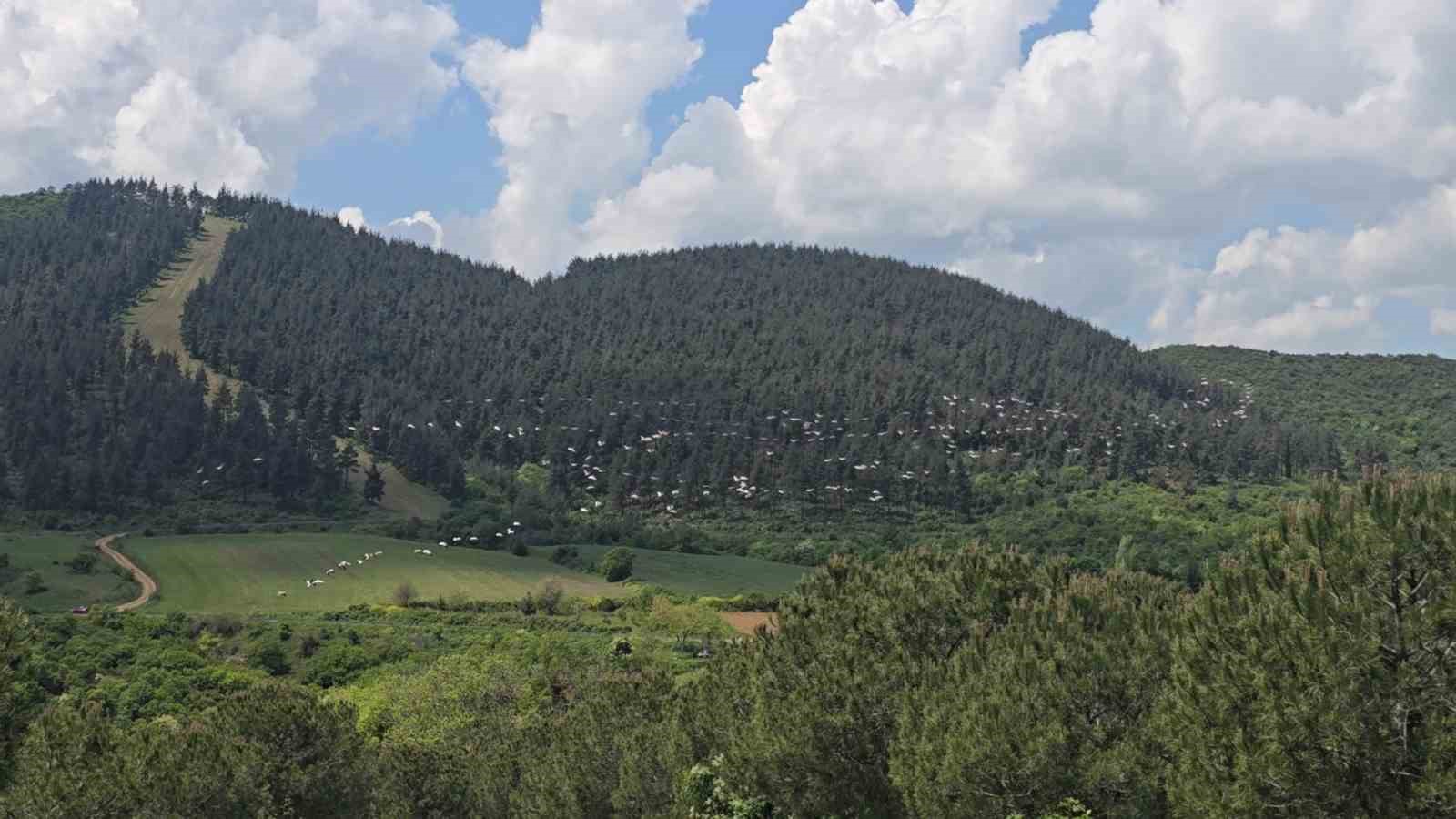 Gökyüzünde pelikan şöleni
