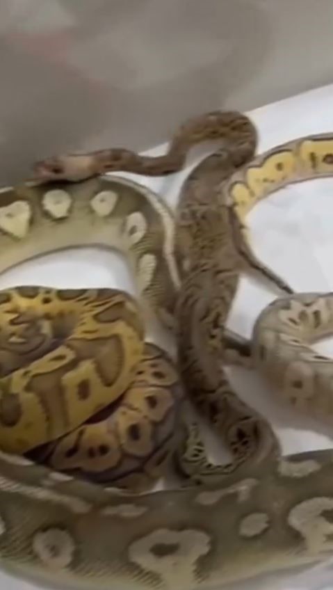 İstanbul’da bir evden 18 piton, 21 Mısır ve 3 king yılanı çıktı
