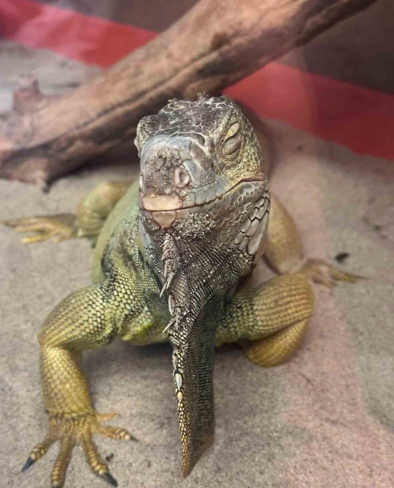 İstanbul’da bir evden tarantula, yılan, akrep, iguana, Afrika dev salyangozları çıktı
