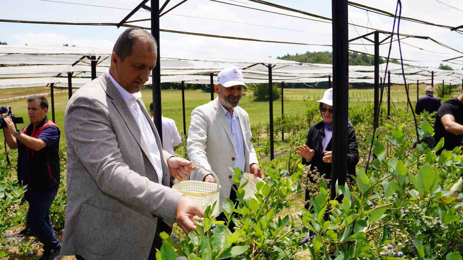 İznik’te yaban mersini hasadı başladı
