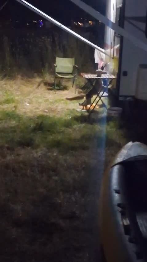 Kamp alanına giren hırsız tilki kameraya yakalandı
