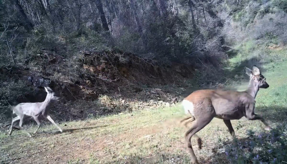 Karacalar kamerada
