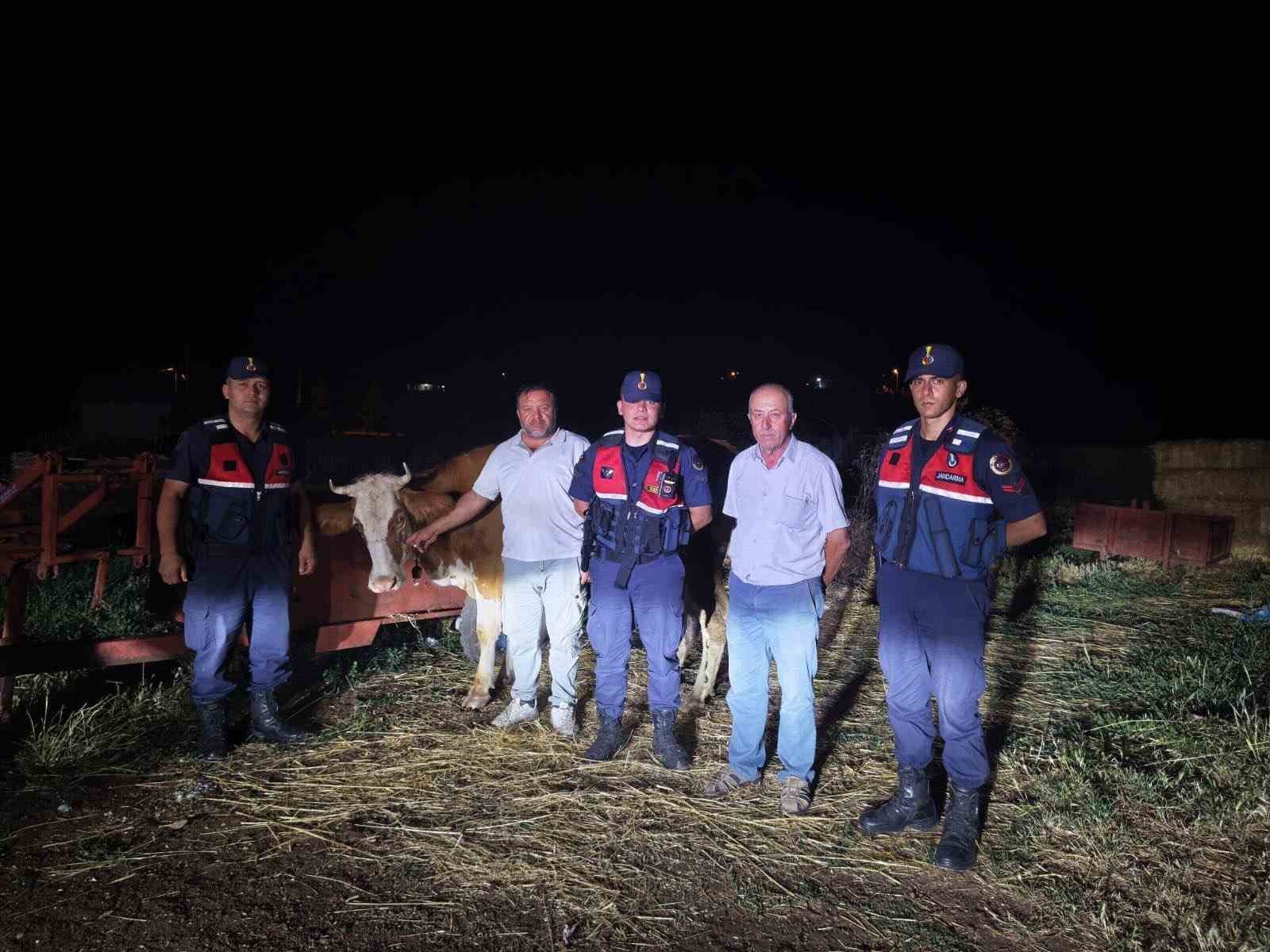 Kayıp büyükbaş hayvan jandarma tarafından bulundu
