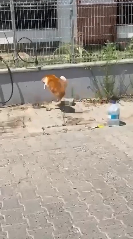 Kedi ile yılanın kavgası kamerada
