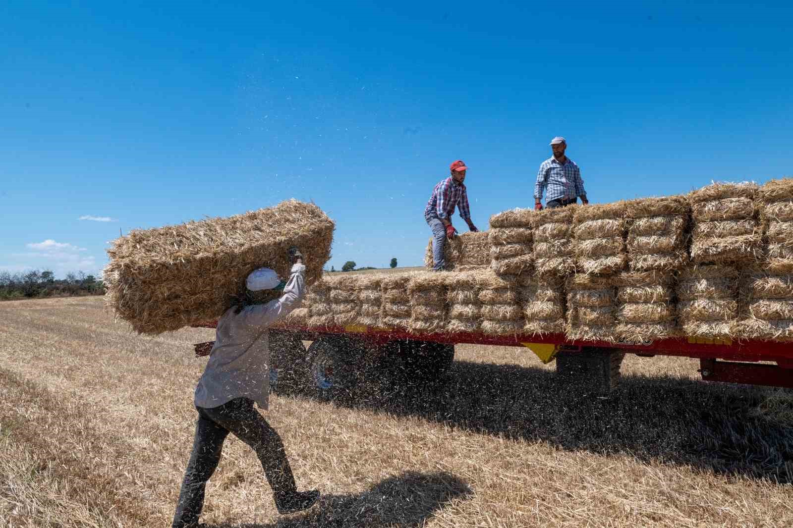 Kırklareli’nde saman balyası mesaisi: Günde 500 balya taşıyorlar
