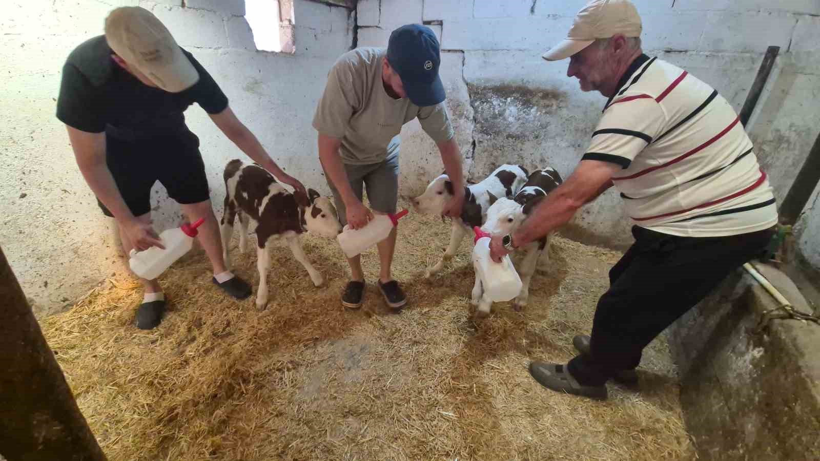 Kırklareli’nde şaşırtan doğum: Bir inek üçüz doğurdu
