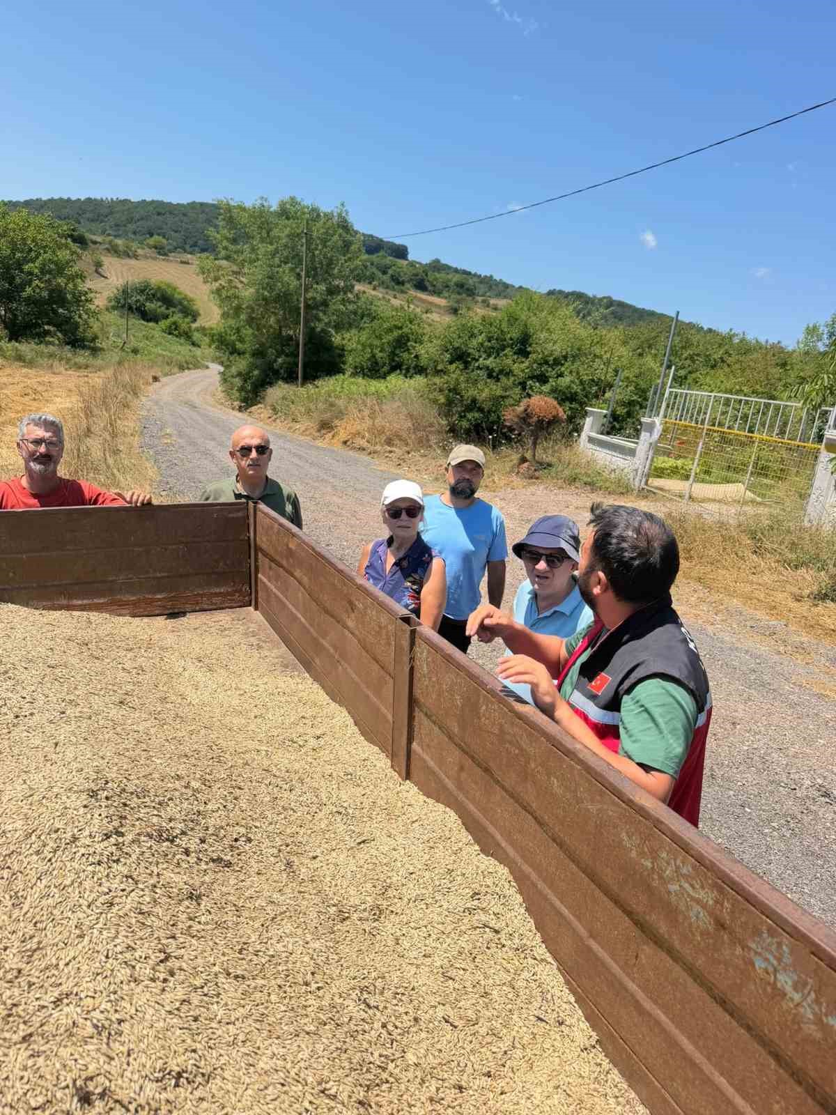 Körfez’de ata tohumu siyez buğdayında ilk hasat
