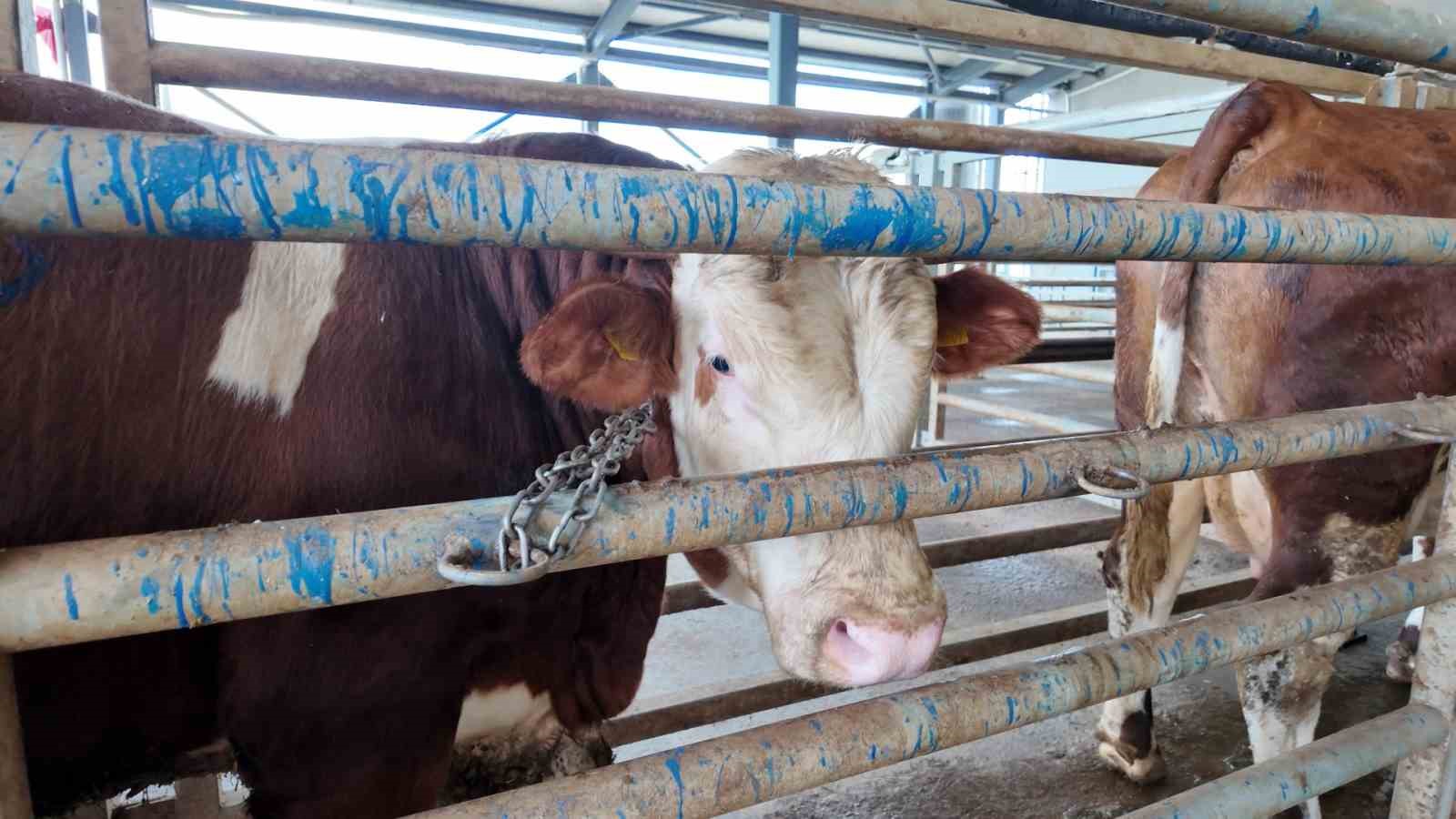 Kurban kesim başvuruları 11 Mayıs’ta başlıyor
