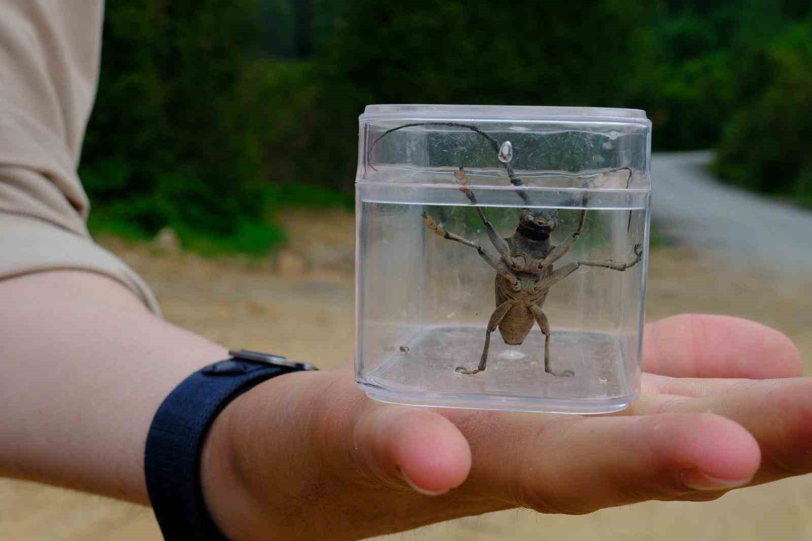 Kuzuyayla’da doğa adım adım tarandı
