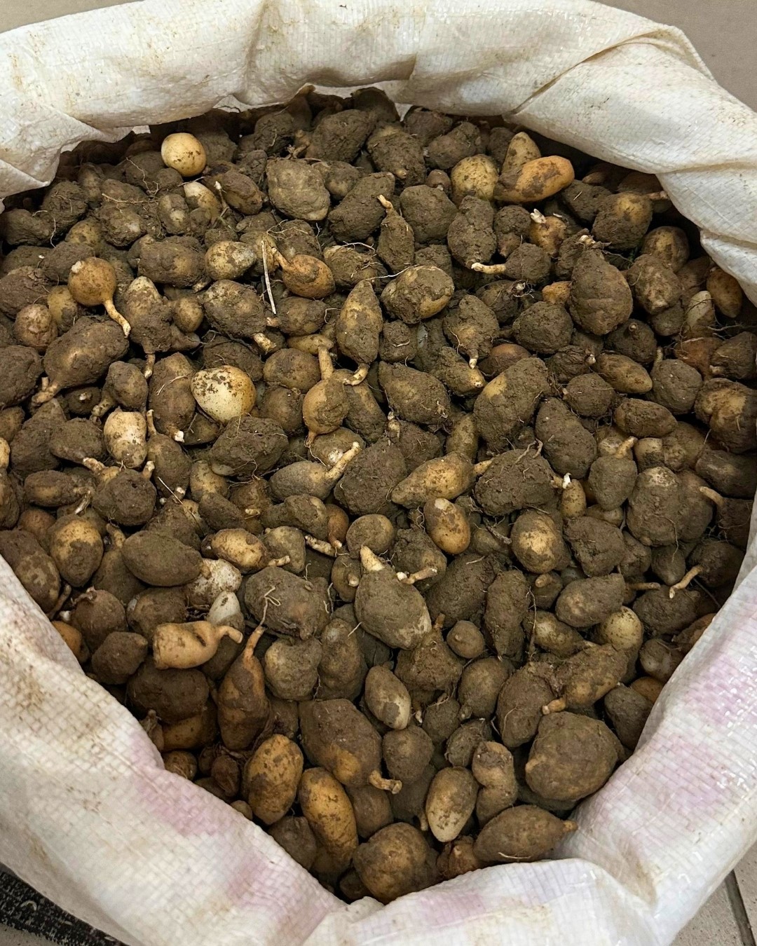 Nesli tehlike altındaki bitkinin yumrularını söken kişiye yarım milyonluk ceza
