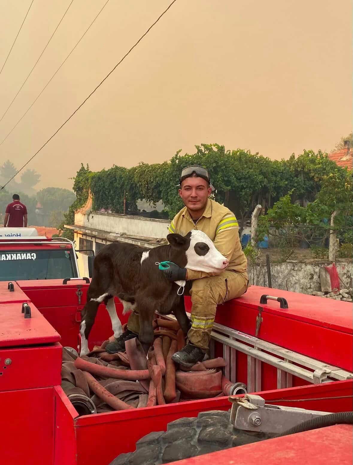 Orman yangınından kurtarılan buzağının iç ısıtan fotoğrafı
