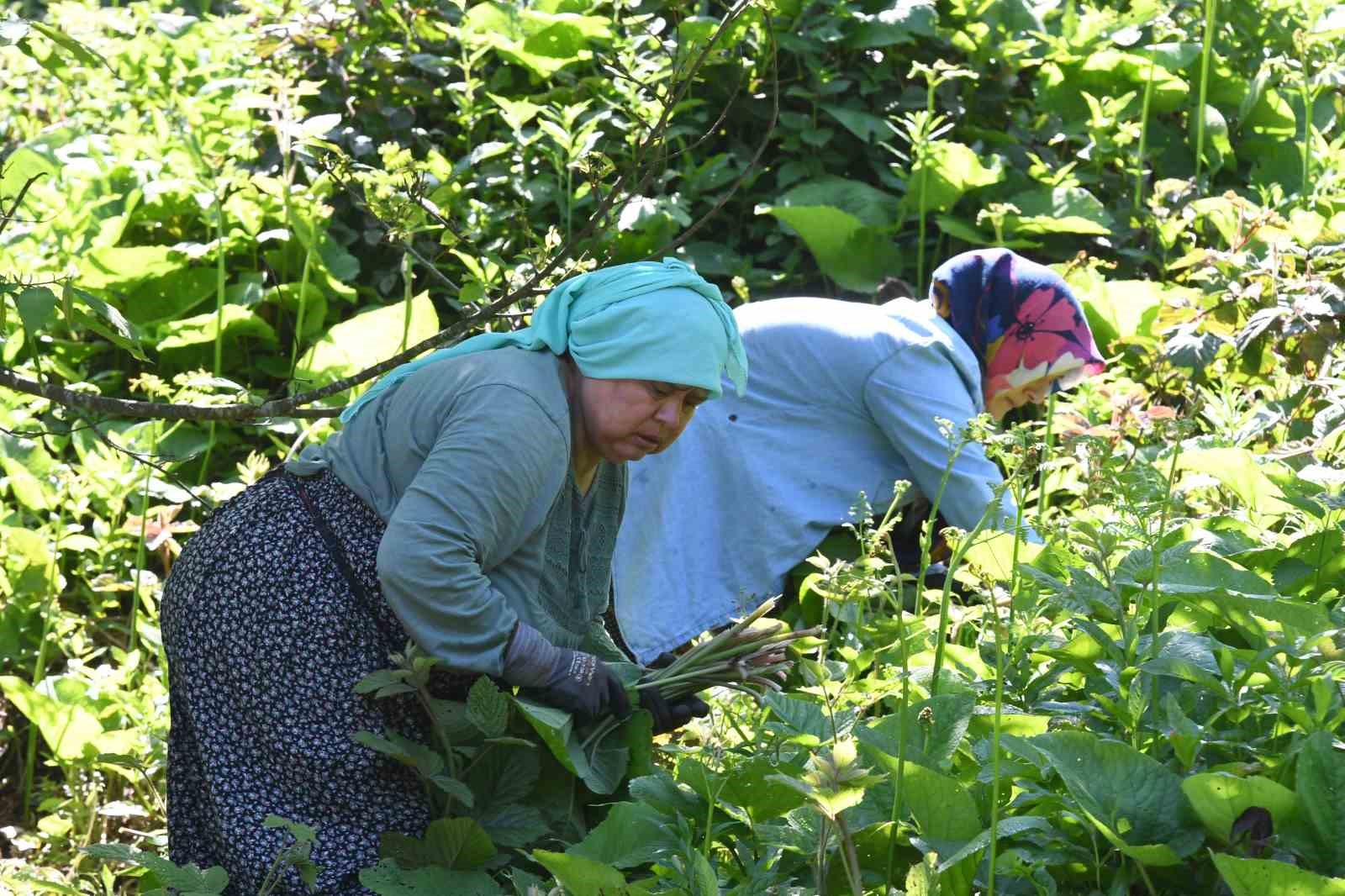 Ormanların gizli hazinesi: Kaldirik otu toplama mesaisi başladı
