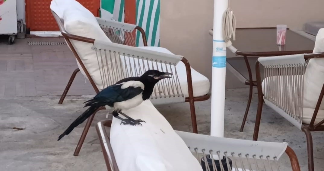 Sevimli saksağan Tekirdağlıların maskotu haline geldi
