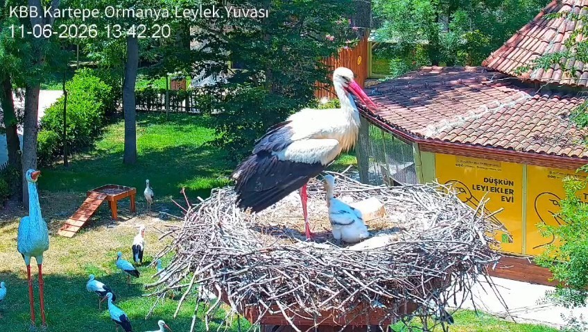 Şifa buldukları merkezde yuva kuran leyleklerin yavrusu 18 günlük oldu
