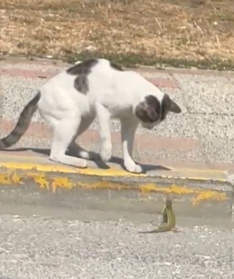 Silivri’de kedi ve kertenkelenin kavgası cep telefonu kamerasında
