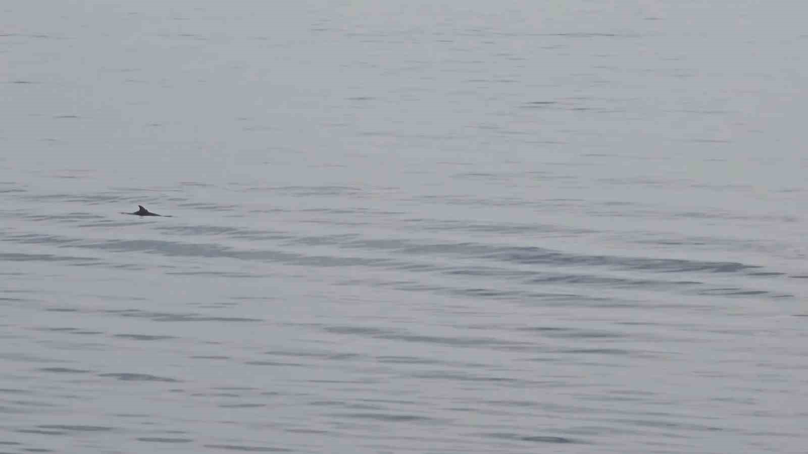 Tekirdağ açıklarında yunuslardan görsel şölen
