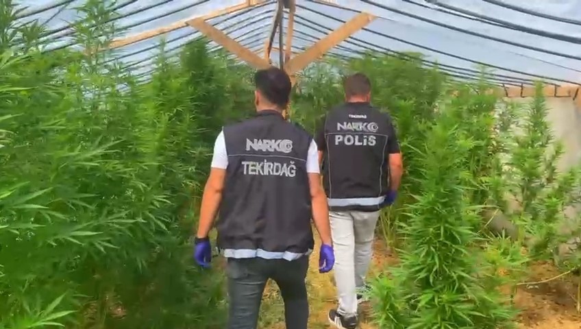 Tekirdağ’da bağ evine narkotik operasyonu: 109 kök hint keneviri ele geçirildi
