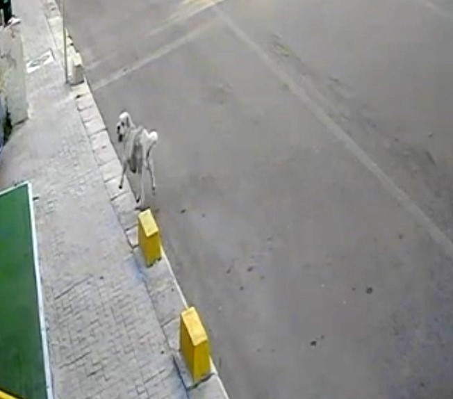 Tekirdağ’da mahallenin maskotu Yumak’a araba çarptı
